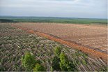 Coupe d'Eucalyptus / cliquer pour agrandir