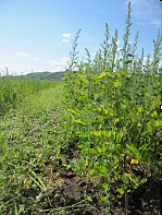 Plants de robinier en juillet 2010