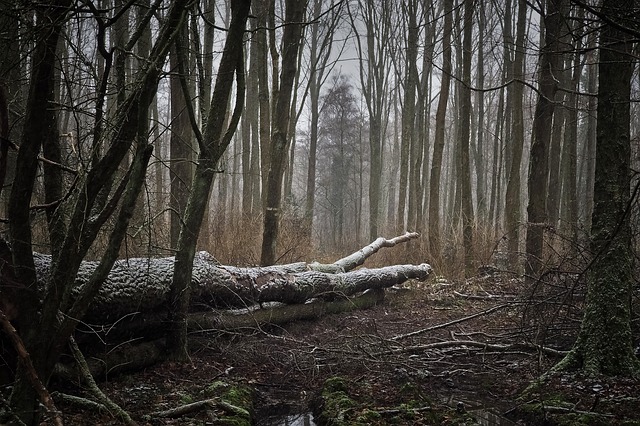 Forêt-tempête