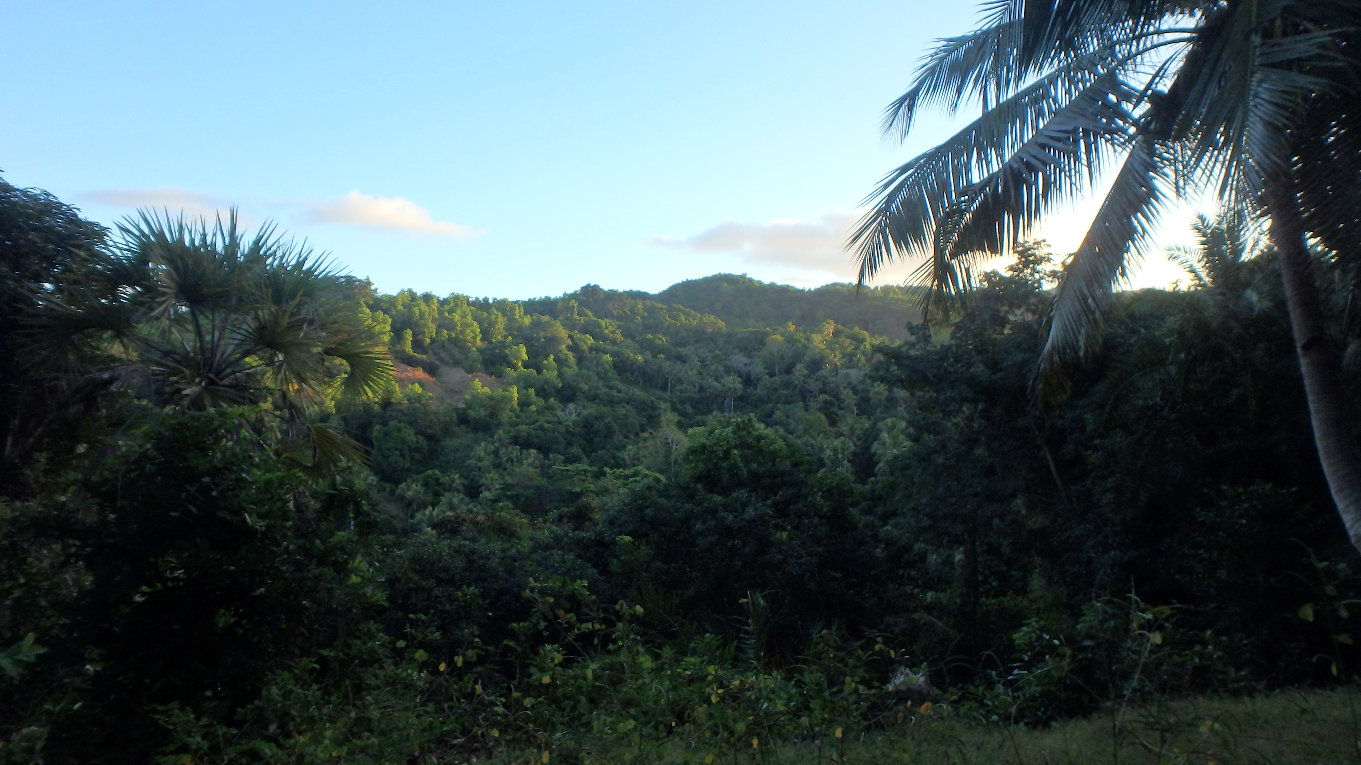 Ecofor - Tropical