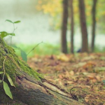 Colloque ANR « Arbre, forêt, bois et sociétés », 30 mars au 1er avril 2021, Bordeaux