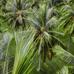 Activités tropicales - Colloque "écosystèmes tropicaux"