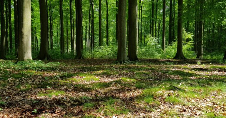 Photo d'une forêt de hêtres